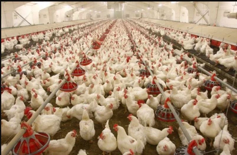 Poultry industry