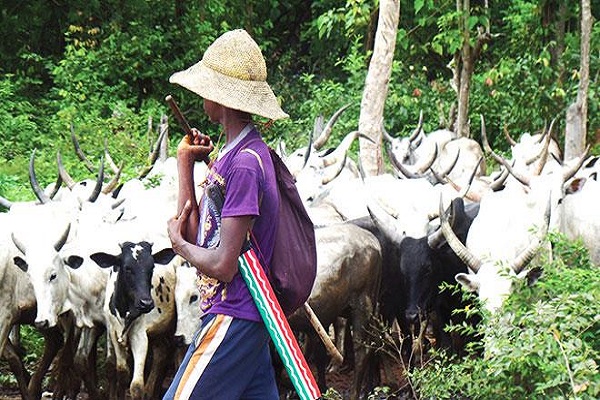 Four die in cow sellers, Fulani traders, OPC clash The Nation Newspaper. 