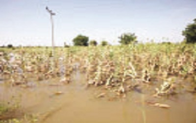 Rice farm destroyed by flood